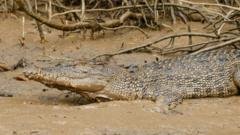 Crocodile-Infested River Selected for 2032 Brisbane Olympic Rowing Events